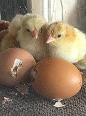 Chicks hatch